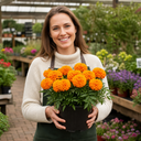 Marigold Durango Tangerine Plant (2L Pot)