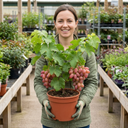 Grape Vitis Supernova Pink Plants