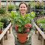 1 Grape Vitis Supernova Pink Plant, Outdoor Hardy Grape Vine for Garden, 3 Litre Root-Ball