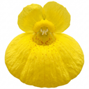Calceolaria Calynopsis ‘Yellow’ Plants (Set of 3 or 6)