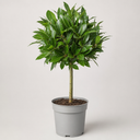 2L Bay Tree, Laurus Nobilis, Evergreen Culinary Herb, Pots