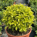 Pittosporum Tenuifolium Golden Ball Plant (3L Pot)