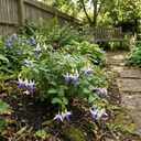 3 Trailing Fuchsia Blue Angel Plants, Blue & White Flowers, Summer Bedding, 10.5cm Pots