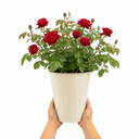 3Ltr Red Patio Rose Plant in Nursery Pot, Outdoor Pots