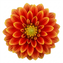 Dahlia Maggiore Fun Flame Plant (3L Pot)