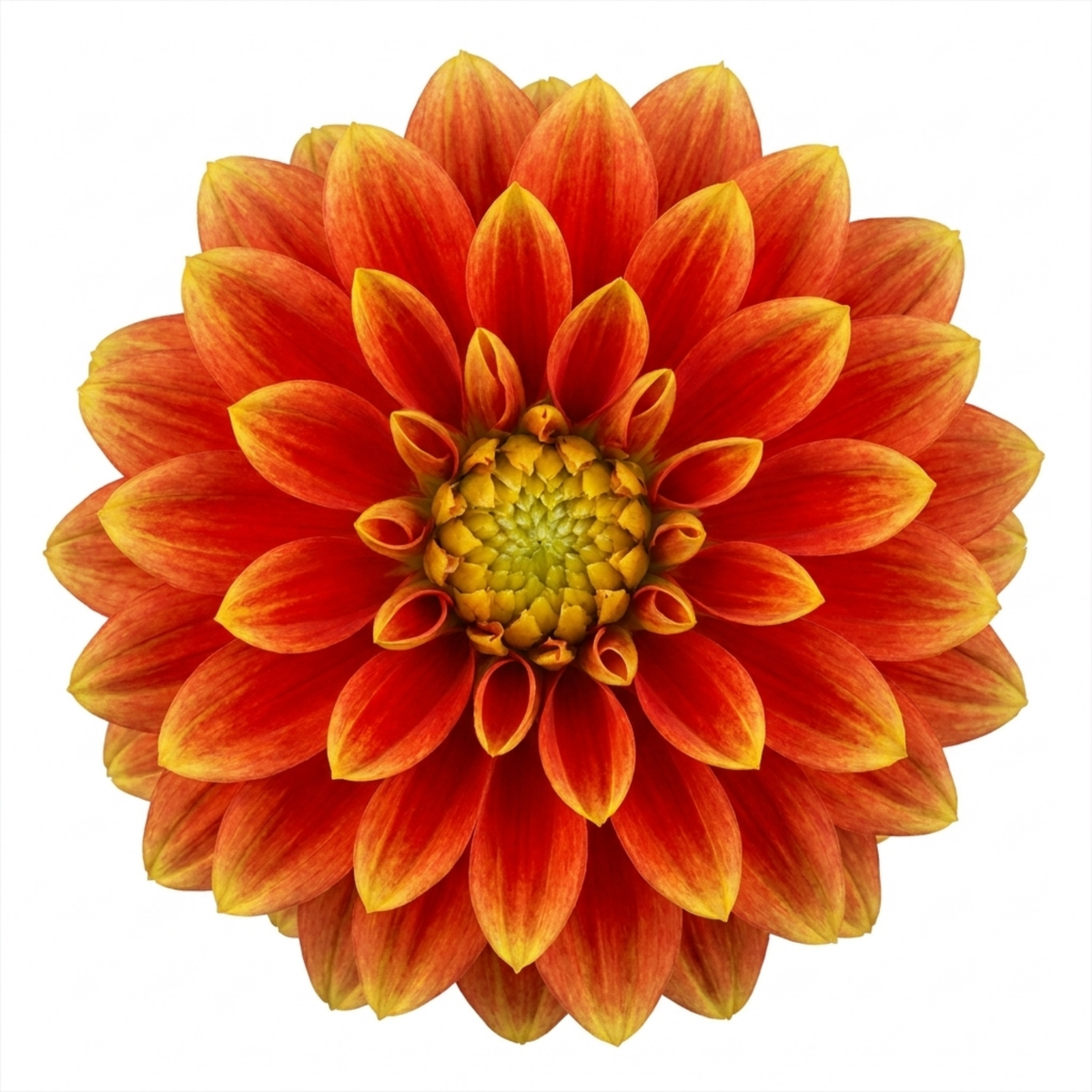 Dahlia 'Maggiore Fun Flame' – Summer Flowering Perennial (3L Pot)