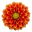 1 Large Plant - Dahlia Maggiore Fun Flame, Ready to Plant in Your Garden, 3L Pot