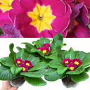 Primrose Purple Plant