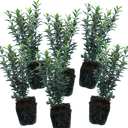 Euonymus Microphyllus Albovariegatus Plants (Set of 3 or 6)