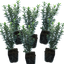 Set of 3 or 6 Large Plants - Euonymus Microphyllus Albovariegatus, Peat-Free & Garden-Ready