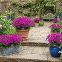 Senetti Magenta Plant (2L Pot)