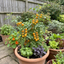Set of 3 or 6 Large Plants - Tomato Honeycomb Variety, Outdoor Garden Ready, 10.5 cm