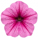 Petunia Sanguna Mega Pink Vein Plant (2L Pot)