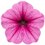 1 Large Plant - Petunia Sanguna Mega Pink Vein, Outdoor Garden Ready, 2L Pot