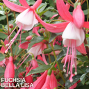 Set of 3 or 6 Large, Garden Ready Plants - Fuchsia Bella Lisa (Pink & White)