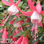 Set of 3 or 6 Large, Garden Ready Plants - Fuchsia Bella Lisa (Pink & White)