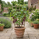 Vitis Strawberry Wine Grape Vine Plants