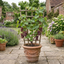 1 Vitis Strawberry Wine Grape Vine Plant, Hardy Outdoor Garden Ready, 3 Litre Root-Ball