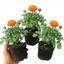 Set of 3 or 6 Ranunculus Vortex Orange Persian Buttercup Plants, Hardy Perennial, Spring & Autumn Flowering, Outdoor Garden Ready, 1 Litre Root-Ball