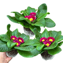 Primrose Purple Plant