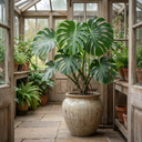 Swiss Cheese Plants