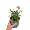 Scabious Pink Mist Pincushion Flower Plant (2L Pot)