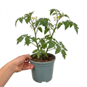 Honeycomb Cherry Tomato Plants