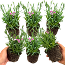 Dianthus Pink Kisses Plant