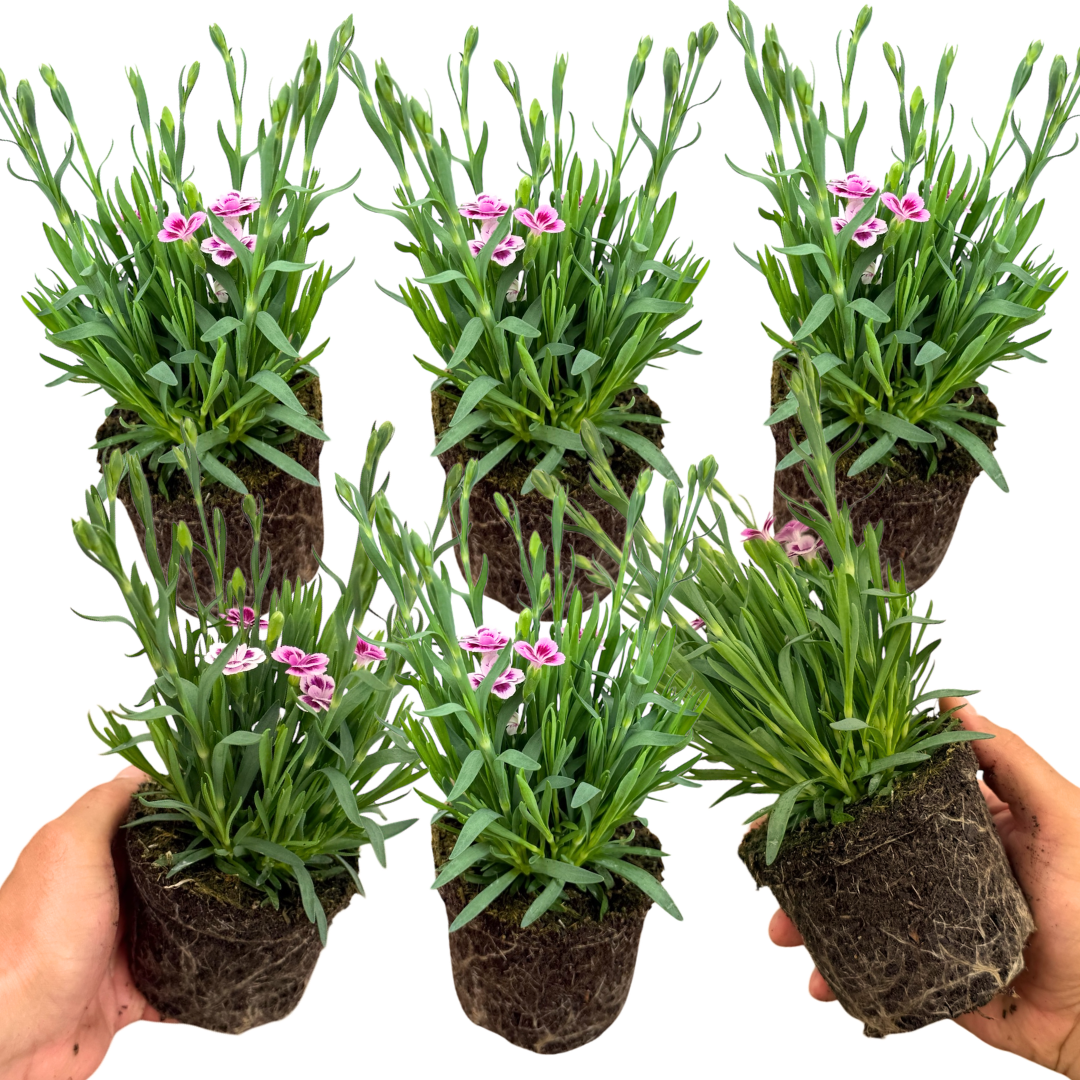 Dianthus 'Pink Kisses' (Garden Pink) – Hardy Perennial (Set of 3 or 6)