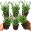 Set 3 or 6 Large Plants - Dianthus Pink Kisses, Ready to Plant in Your Garden