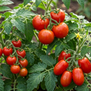 Tomato Growers Selection Variety Plants (Set of 3 or 6)