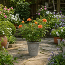 3Ltr Orange Patio Rose Plant, Hardy Bush, Nursery Pots