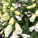 Foxglove White Plants (Set of 3 or 6)