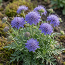 3 Scabious Blue Note Plants