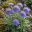 3 Scabious Blue Note Hardy Perennial Plants, Bee Friendly Pincushion Flower, 1 Litre Root Ball