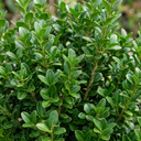 Euonymus Microphyllus Hardy Evergreen Shrub Plants (Set of 3 or 6)