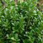 Set of 3 or 6 Euonymus Microphyllus Hardy Evergreen Shrub Plants, Japanese Spindle Hedge, Box Blight Alternative, Outdoor Garden Ready, 1 Litre Root-Ball