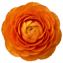 Ranunculus Vortex Orange Persian Buttercup Plants (Set of 3 or 6)