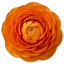 Set of 3 or 6 Ranunculus Vortex Orange Persian Buttercup Plants, Hardy Perennial, Spring & Autumn Flowering, Outdoor Garden Ready, 1 Litre Root-Ball