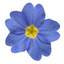 1 Primula Oakleaf Blue Perennial Plant, Hardy Spring Flowering Garden Ready, 2 Litre Root-Ball