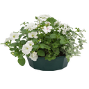 7 Colour Coordinated Plants - Effortless Chic Theme Speedplanter, Garden Ready