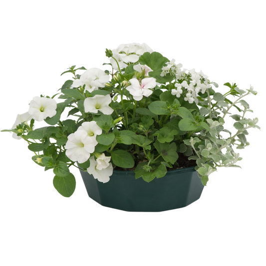 Effortless Chic Speedplanter – Ready Planted Summer Display (7 Plants)