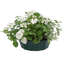 7 Colour Coordinated Plants - Effortless Chic Theme Speedplanter, Garden Ready