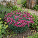 Dianthus Cherry Daiquiri Plants