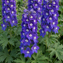 Delphinium Pacific Giants King Arthur Plants (Set of 3 or 6)