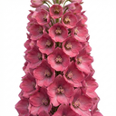 Delphinium Pixie Rose Rocket Plants
