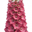 1 Delphinium Pixie Rose Rocket Hardy Perennial Plant, Cottage Garden Summer Flowering, 19cm Root-Ball