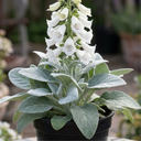 Digitalis Hanabee White Foxglove Plants