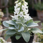 1 Digitalis Hanabee White Foxglove Plant, Hardy Bee Friendly Perennial, Summer Flowering, 2 Litre Root Ball