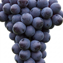 Grape Vine Plant Vitis Black Hambourg Plant (3L Pot)
